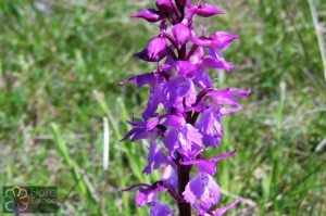 Orchis mascula (8)